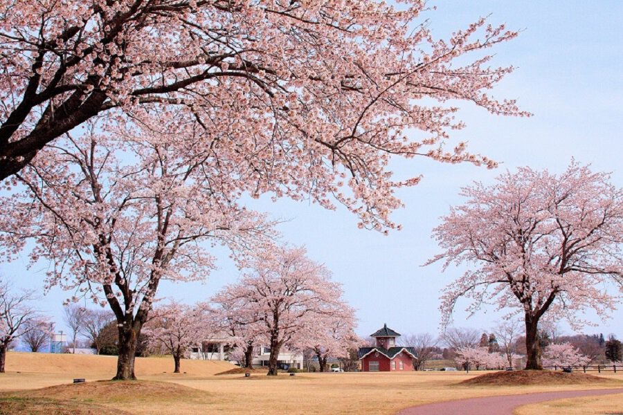 鳥見山公園の桜（岩瀬郡鏡石町） - お花見2026 - ウォーカープラス