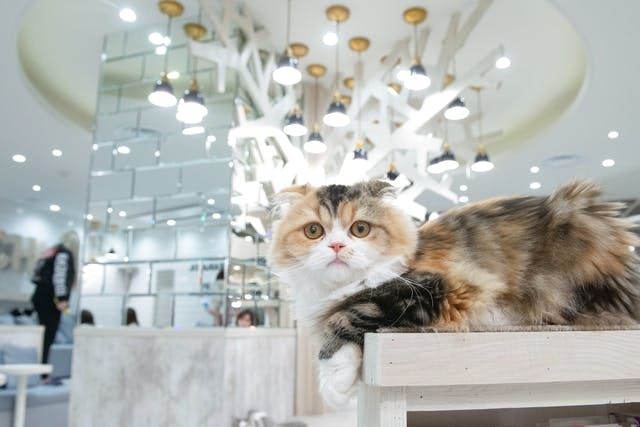 超特割！【平日・21％割引】猫カフェモカ 町田ジョルナ 入場チケット