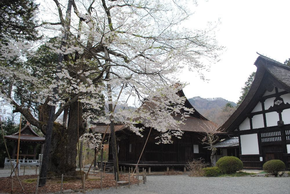 雲峰寺のエドヒガンザクラの桜・お花見【アソビュー！】