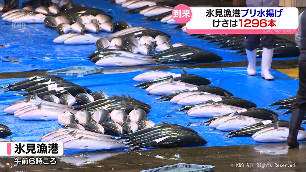 富山湾の冬の味覚 ブリ漁本格化 氷見漁港で1296本水揚げ（2024年11月19