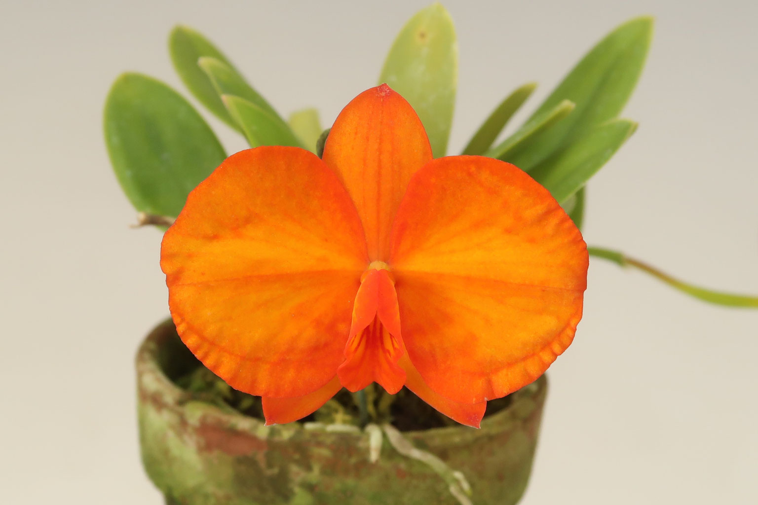 カトレア オレンジナゲット'Orange Queen'（花は終わりました） 【公式