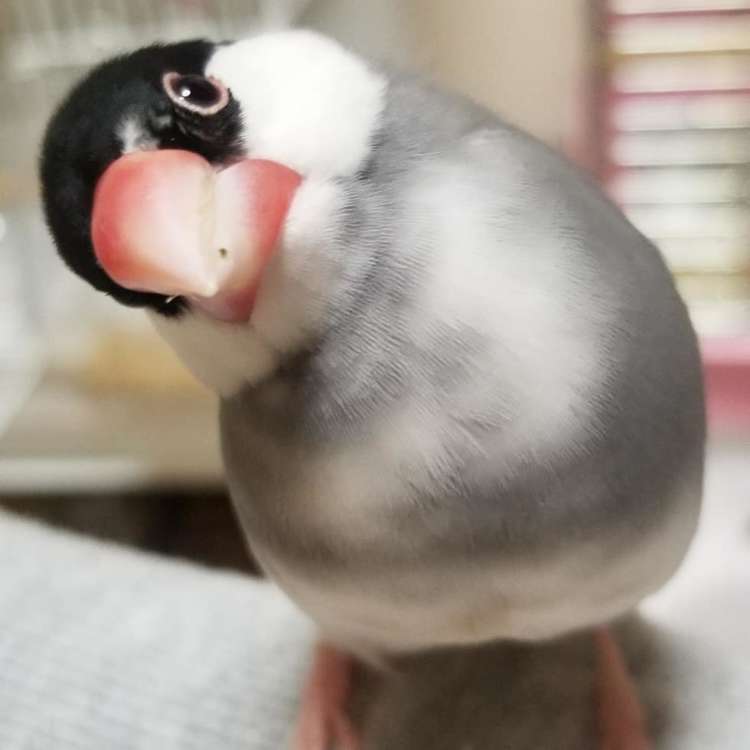 丸っこくて愛らしい！ 小さな文鳥さんのふわふわボディーを、思わず