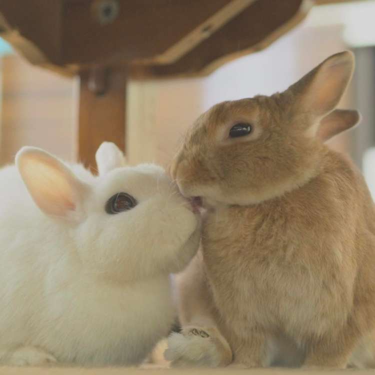いつでもピタッと♡】なかよしウサギコンビの日常は、ピタッと密着の