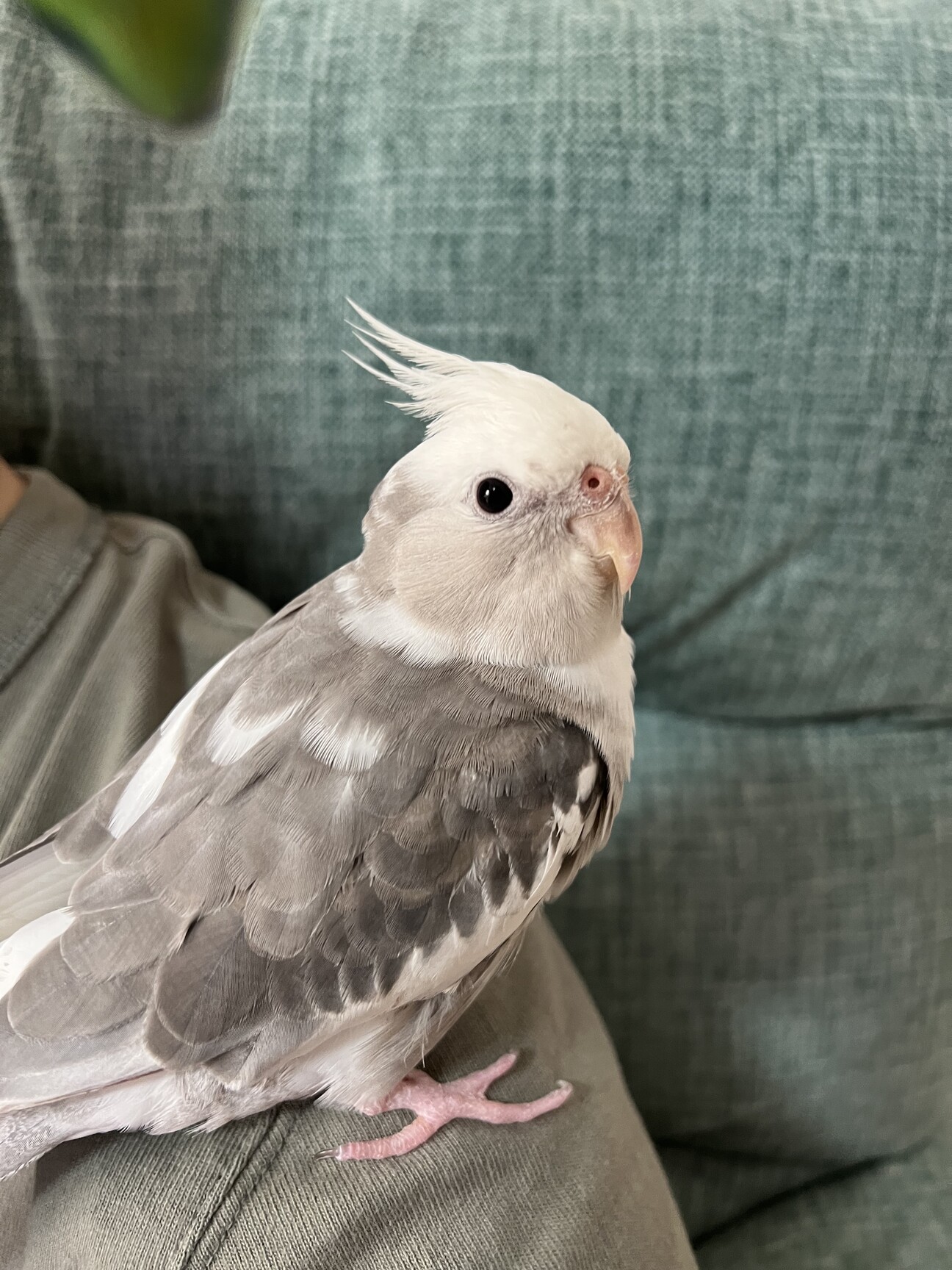 オカメインコホワイトフェ」大阪府 - 鳥の里親募集(486517