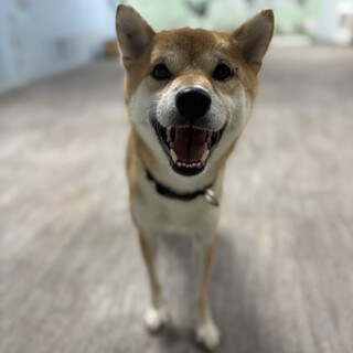 甘えん坊柴犬☆彦星くん☆2歳」東京都 - 犬の里親募集(525733