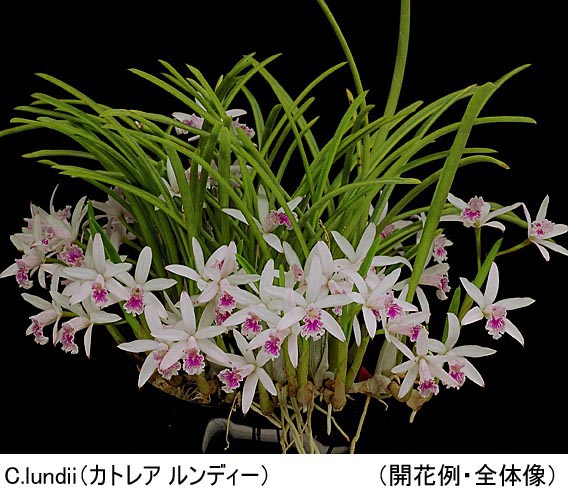 C.lundii（カトレア ルンディー）（分け株） | 洋らん専門くろやなぎ農園