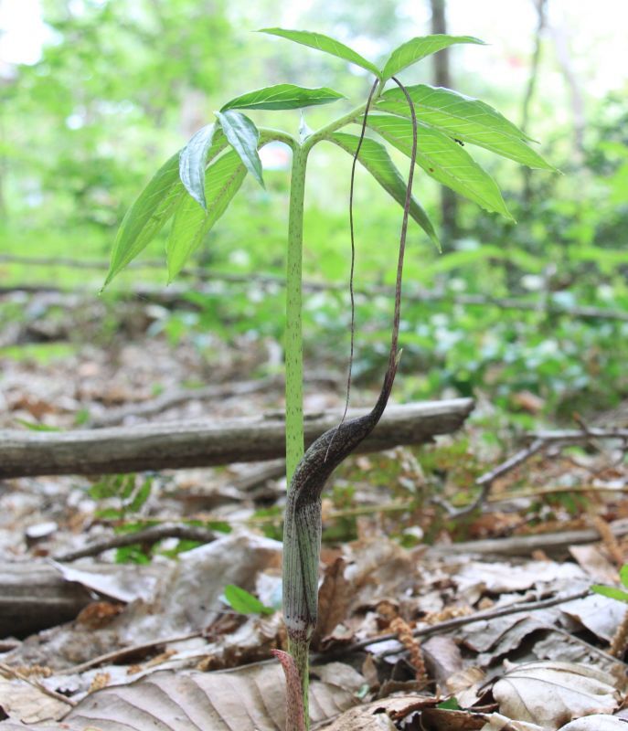 ウラシマソウ（浦島草）苗｜山野草栽培苗｜自然を育てる｜自然生活