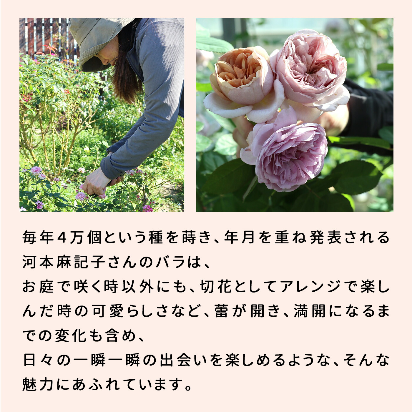 楽天市場】予約販売 バラ苗 バラ大苗 河本バラ園 レヴリ 品種登録出願