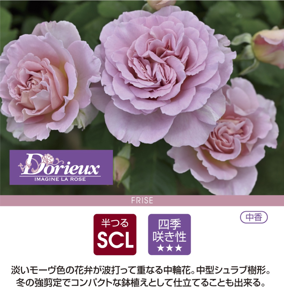 楽天市場】【2026年 早期予約】送料無料【フリゼ 新苗4号鉢】鉢植え