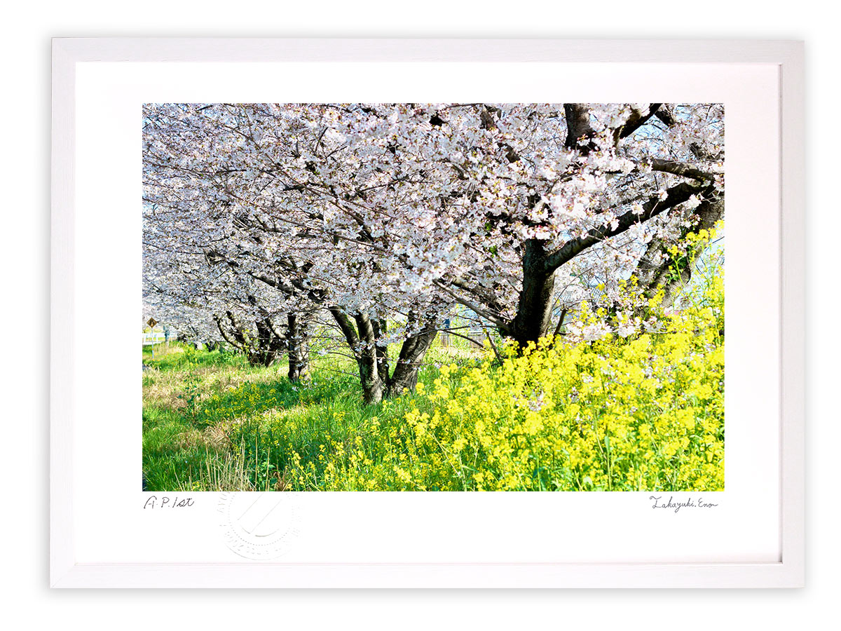 楽天市場】版画 絵画 桜と菜の花2021(縦)/アートフォト インテリア 額