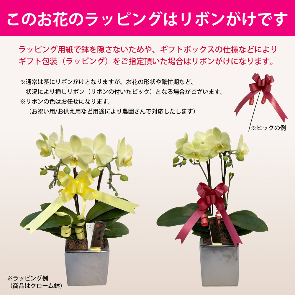 楽天市場】【旬の品種をお届け】 ミディ胡蝶蘭 ピンク系胡蝶蘭 2本立ち