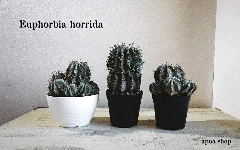 楽天市場】ホリダ ユーフォルビア horrida ゲンコツホリダ 子株 小吹き