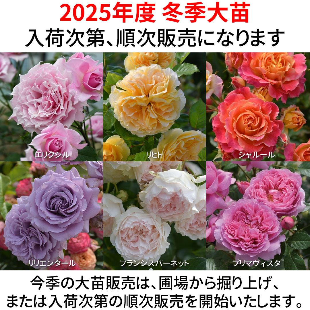 バラの家 公式本店 ロサオリエンティス【バラ苗 専門店】