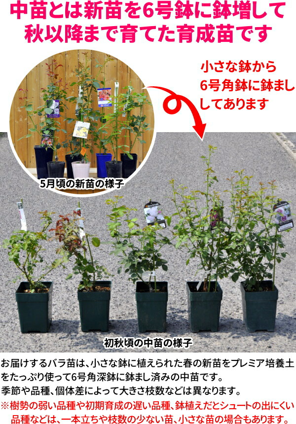 楽天市場】バラ苗【中苗】グリーンアイス 国産苗 6号鉢植え品《J-MIN10