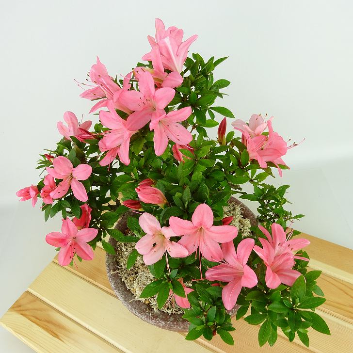 楽天市場】盆栽 皐月 新日光 樹高 約22cm さつき Rhododendron indicum