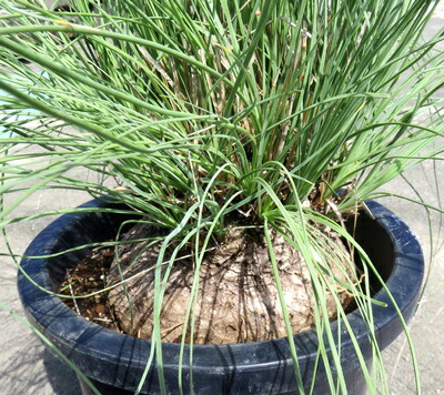 楽天市場】【現品発送】カリバナス フーケリー 12号鉢植え 苗木 : 千草園芸