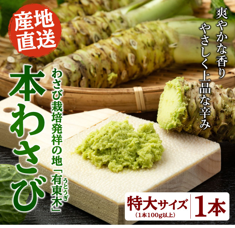 楽天市場】本わさび 特大サイズ1本（1本100g以上） 本わさび 生わさび