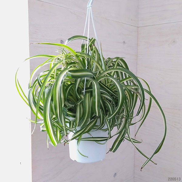 楽天市場】観葉植物/オリヅルラン：ボニー5号吊鉢 : 園芸ネット プラス