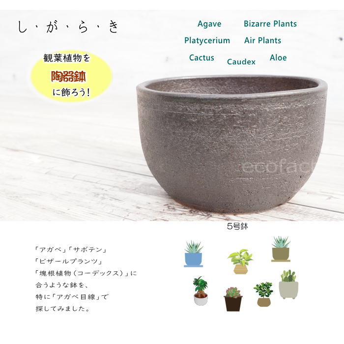 楽天市場】陶器鉢 植木鉢 5号 丸型 艶消し 黒 ブラック おしゃれ