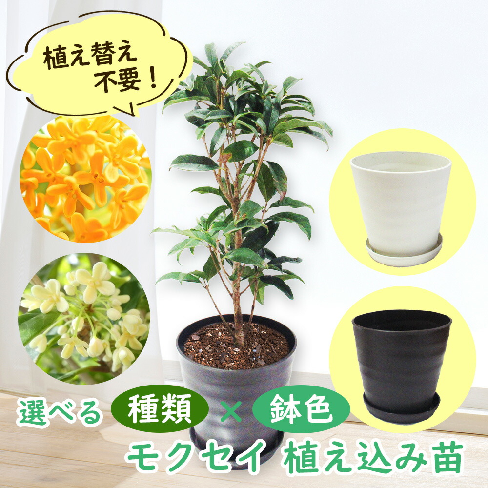 楽天市場】【 植え替え不要 】選べる鉢色 モクセイ 植え込み苗6号鉢