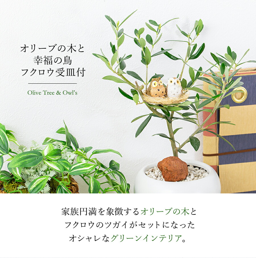 楽天市場】観葉植物 インテリアグリーン オリーブの木と幸福の鳥