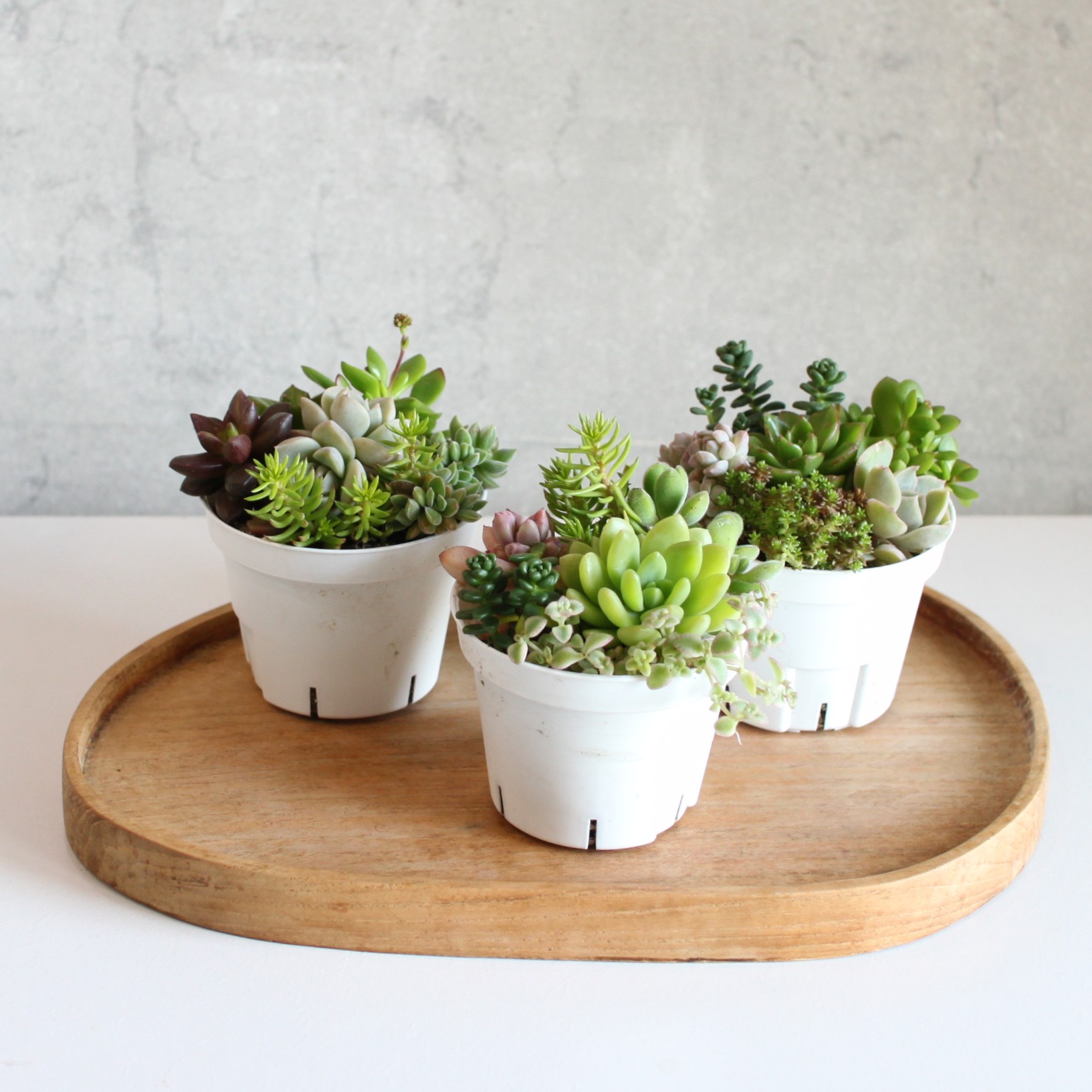 楽天市場】多肉植物 寄せ植え 多肉植物 鉢 多肉の寄せ植え 2.5号ポット