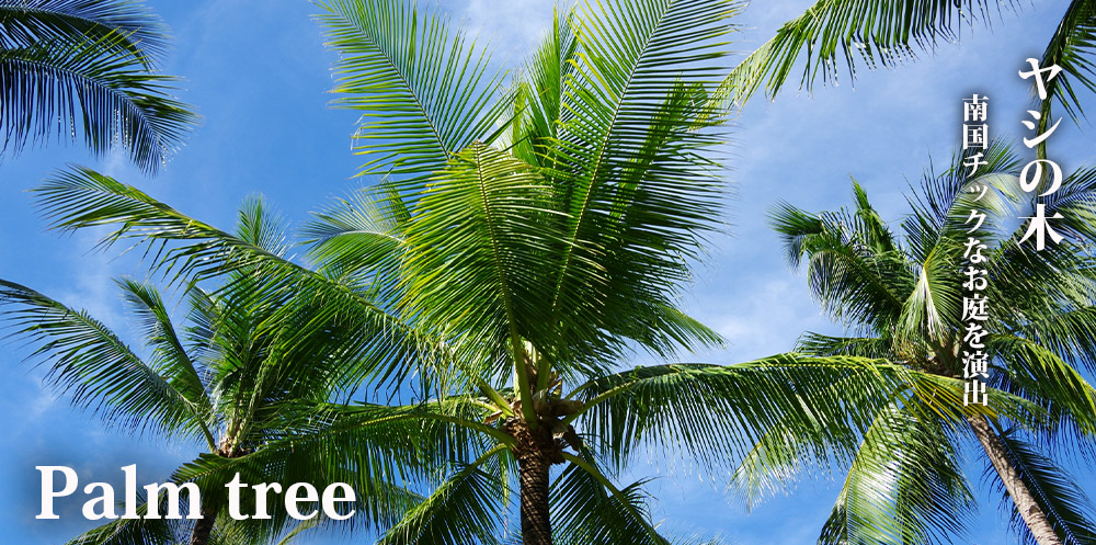 ヤシの木 🌴🌴 #ココスヤシ #ヤシの木のある生活 #植栽 #ヤシの木 #群馬県