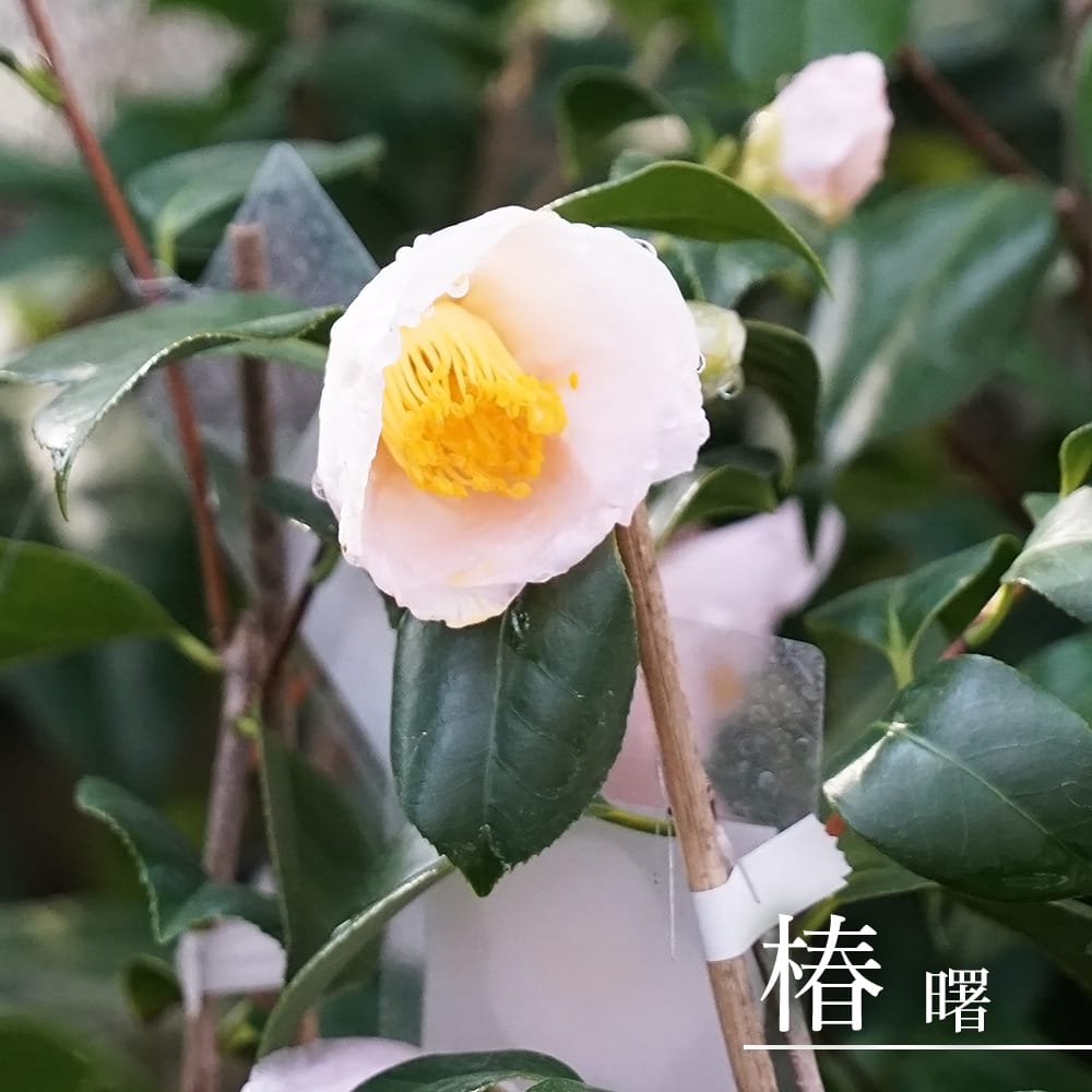 tsubaki002-01.jpg