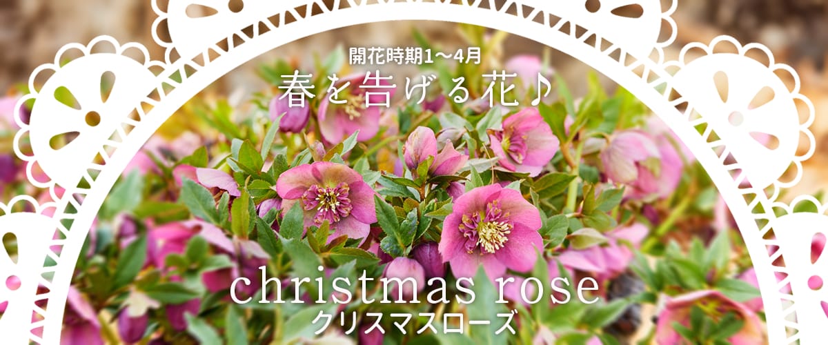 公式】 苗木部 By 花ひろばオンライン 本店 園芸通販サイト