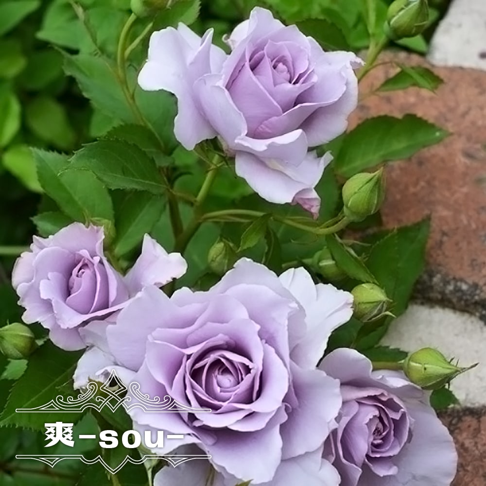 楽天市場】四季咲きバラ苗 【爽】 2年生大苗 登録品種・品種登録