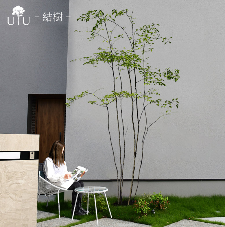 楽天市場】【施工付植木/近畿地域限定】 シンボルツリー 庭木 植木