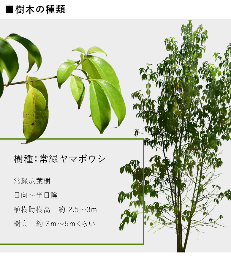 施工付き植木シンボルツリー 樹高2.5m以上 常緑ヤマボウシhnw1 j-03 j-04