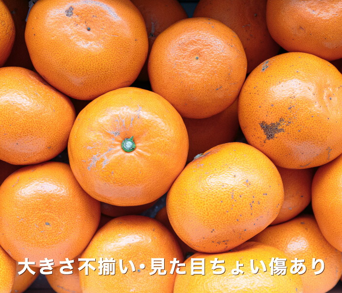 楽天市場】3/4 20:00～再販スタート！☆究極の柑橘！みかんの大トロ