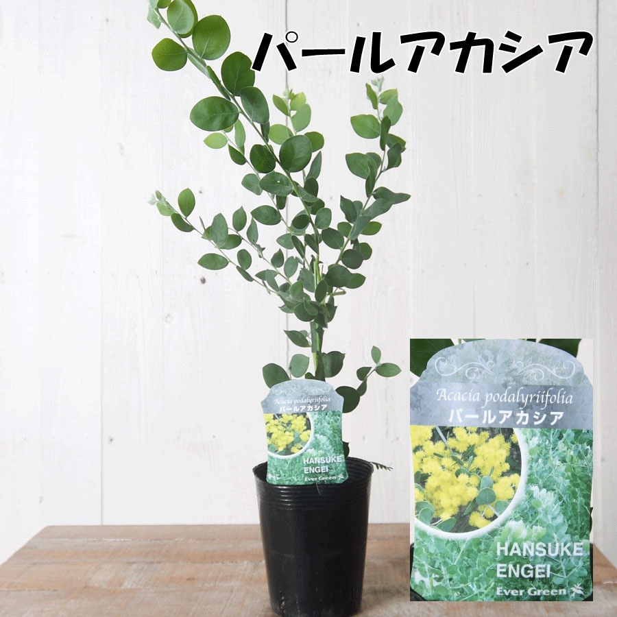 楽天市場】アカシア 3.5寸 苗木 シンボルツリー 庭木に ミモザ パール