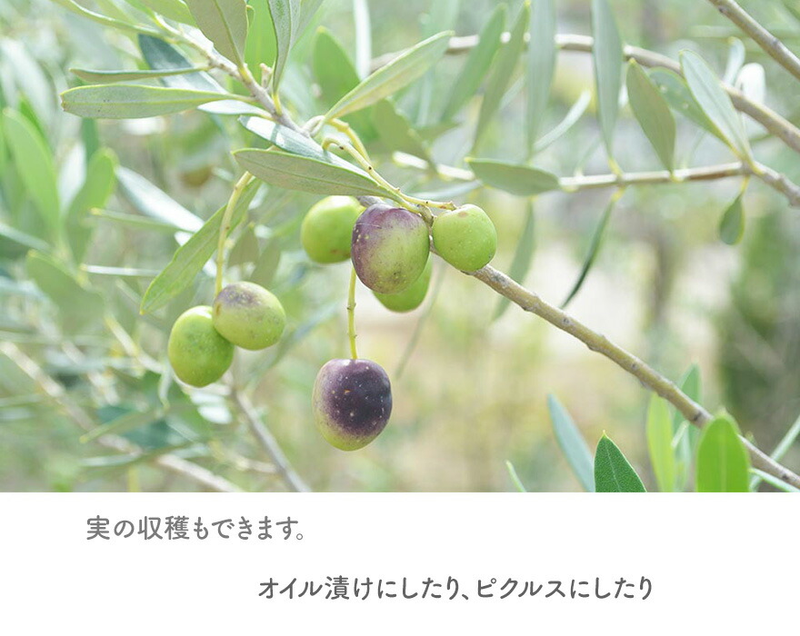 国産 オリーブ オリーブの木 約3m 植木 シンボルツリー 鉢植え 目隠し