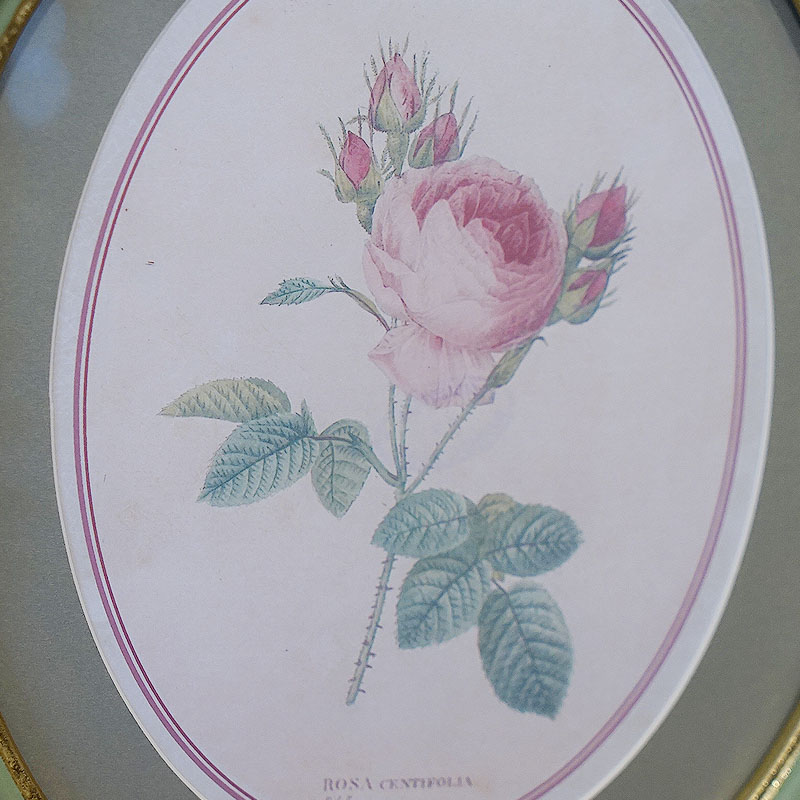 楽天市場】絵画 インテリア ルドゥーテ 薔薇 花 額絵 楕円 Bタイプ