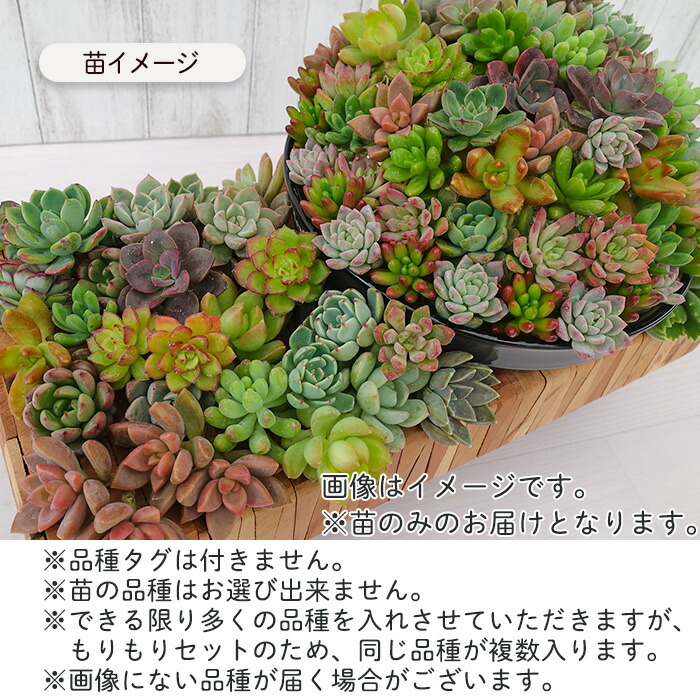 楽天市場】【柏屋商店さん直送】多肉植物 送料無料 品種おまかせカット