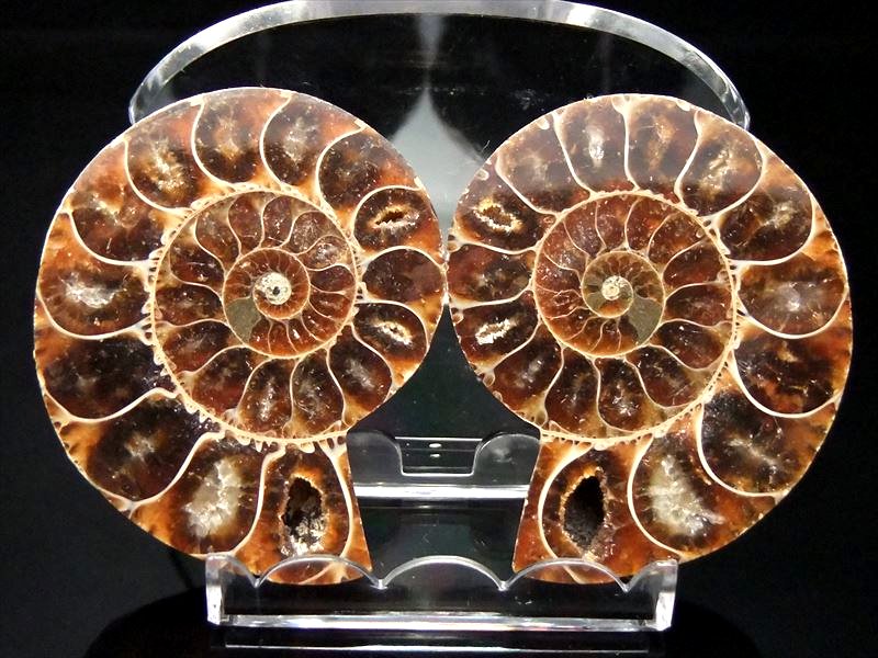 しっかり隔壁の4Aタイプ アンモナイト スライス化石 ポーチ付き 約80