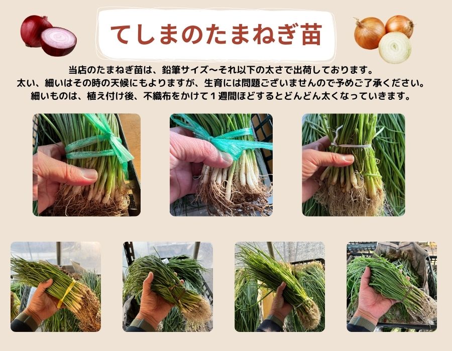 赤玉たまねぎ苗 抜き苗 50本束 湘南レッド、くれない、レッドグラマー