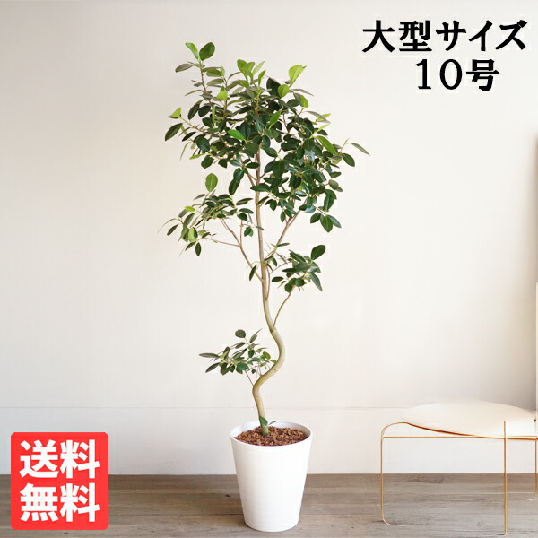 楽天市場】観葉植物 大型 フランスゴム 10号 法人様送料無料 ホワイト