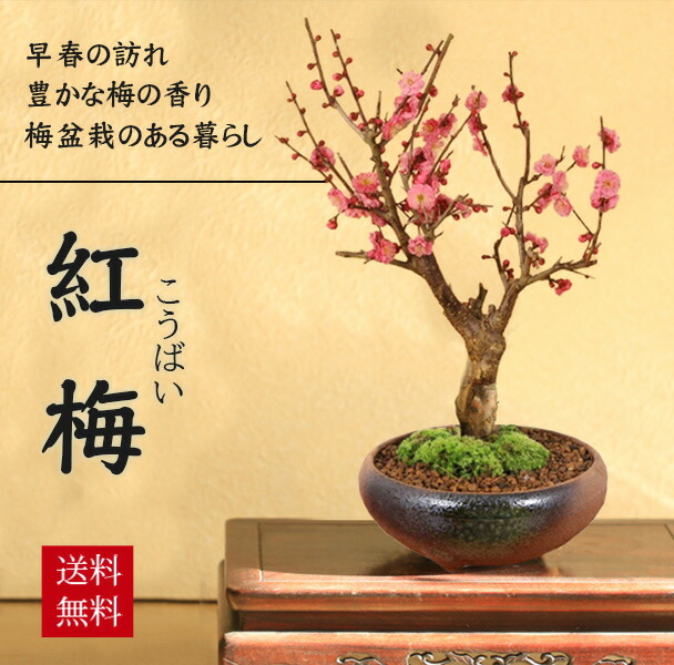 梅　盆栽 hb00124-01-dd.jpg