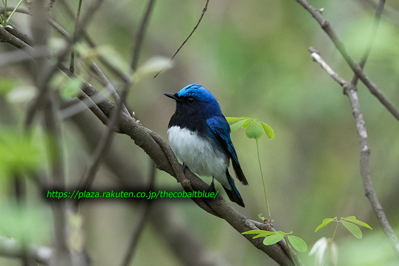 青い鳥、黄色い鳥 | コバルトブルーに魅せられて ～ 兼六園 探鳥記