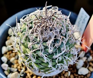 ナバホア・飛鳥の接ぎ苗とツルビニ類ほか・・ | ☆ガマンマの ニク