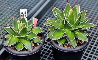 王妃笹の雪A型とアロエとパキポ | ☆ガマンマの ニク・サボ栽培