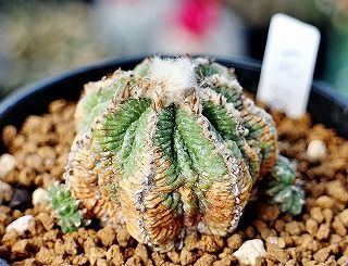 花籠と紅籠とルエッティ綴化と | ☆ガマンマの ニク・サボ栽培