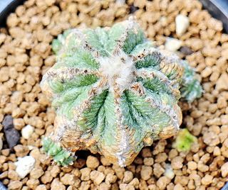 アズテキュウム花籠と紅籠 | ☆ガマンマの ニク・サボ栽培☆ - 楽天ブログ