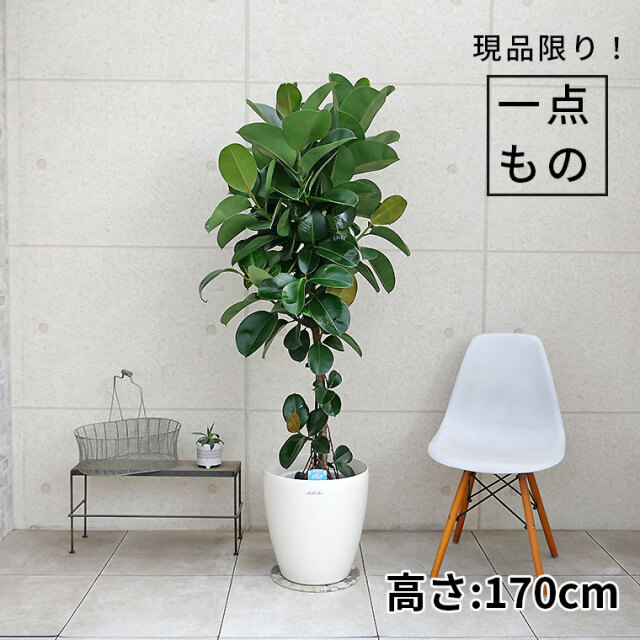 フィカス 観葉植物 寄せ植え 約65cm 観葉植物の販売・ギフトなら