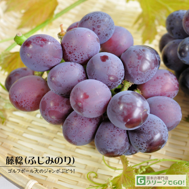 ぶどう 苗木 【藤稔 （ふじみのり）】 1年生 挿し木 ポット苗