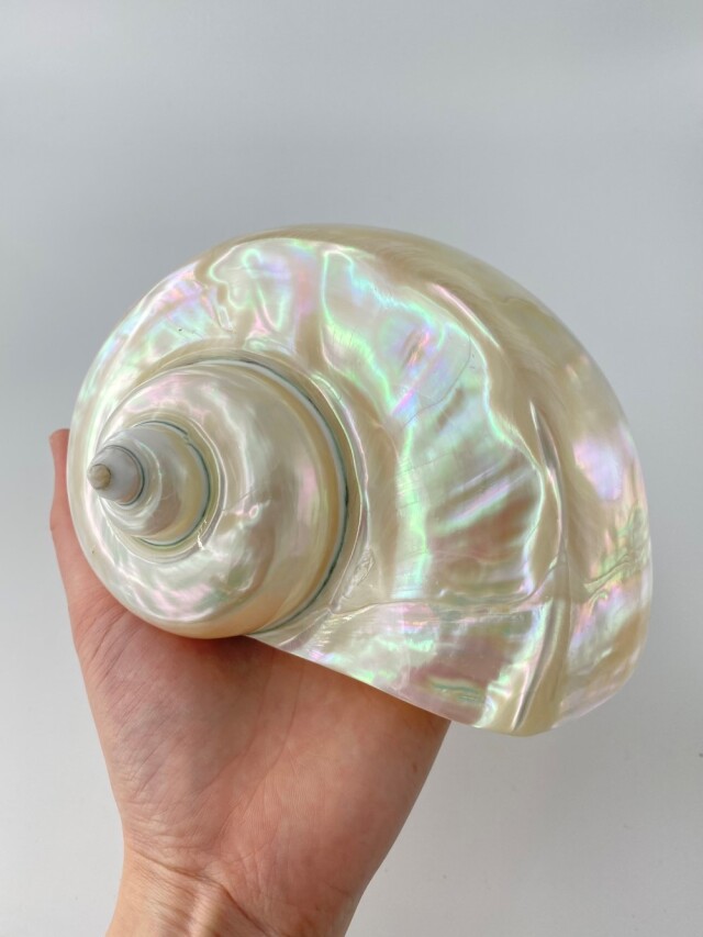 夜光貝磨き【約15cm前後/1個】 En: Green Turbo Snail (Size:15cm