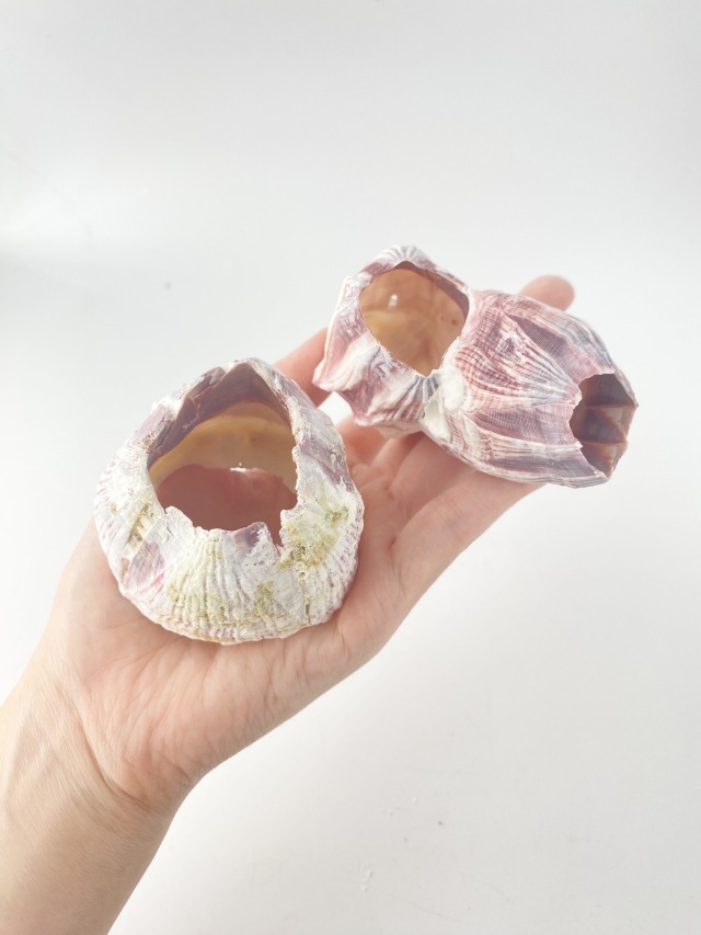 フジツボ【約5～8cm/1個】在庫限り En: Barnacles Bclass(size:5-8cm) 貝殻
